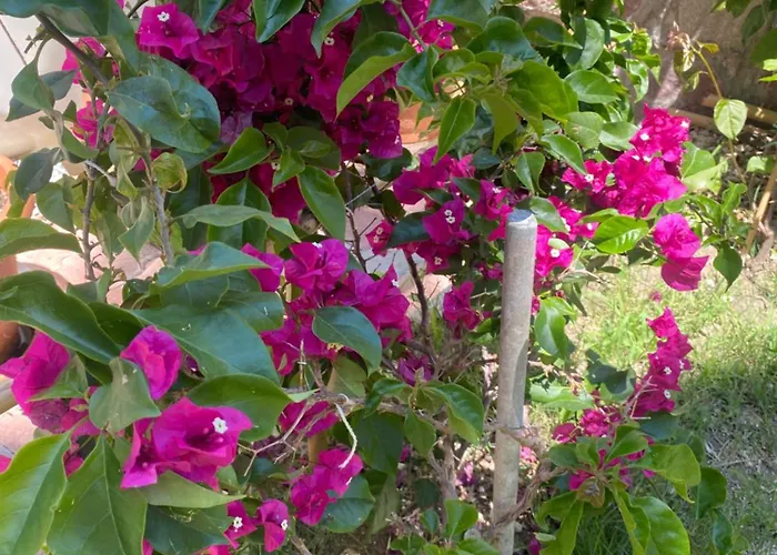 Meryam Deluxe 3* 锡德