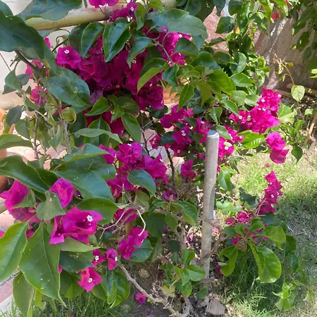 Meryam Deluxe 3* 锡德